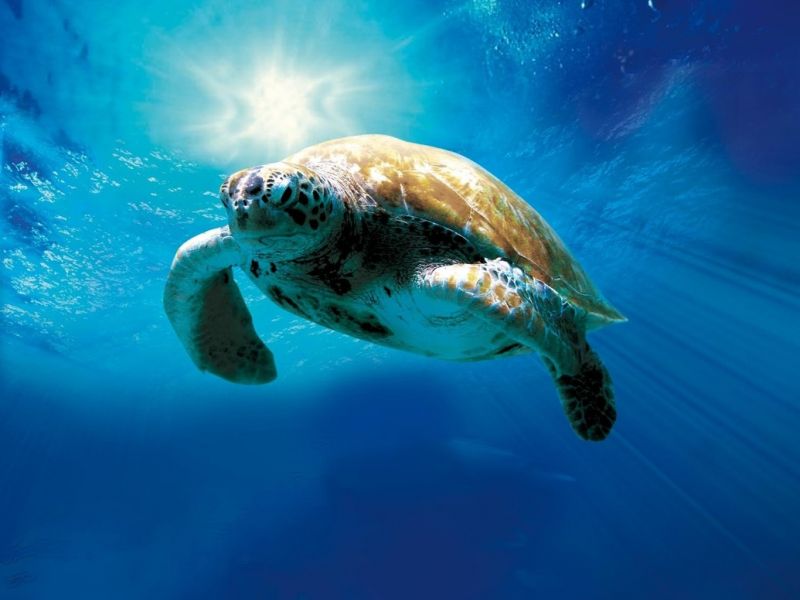 TURTLE: THE INCREDIBLE JOURNEY