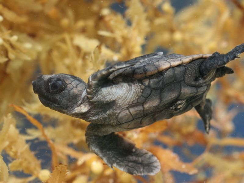 TURTLE: THE INCREDIBLE JOURNEY