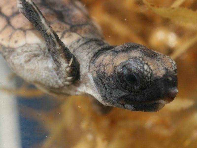 TURTLE: THE INCREDIBLE JOURNEY